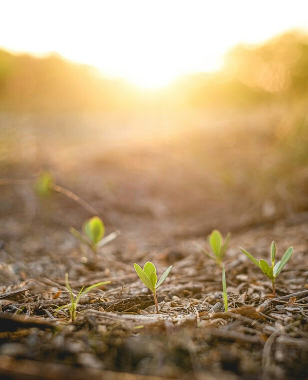 tree-shoots
